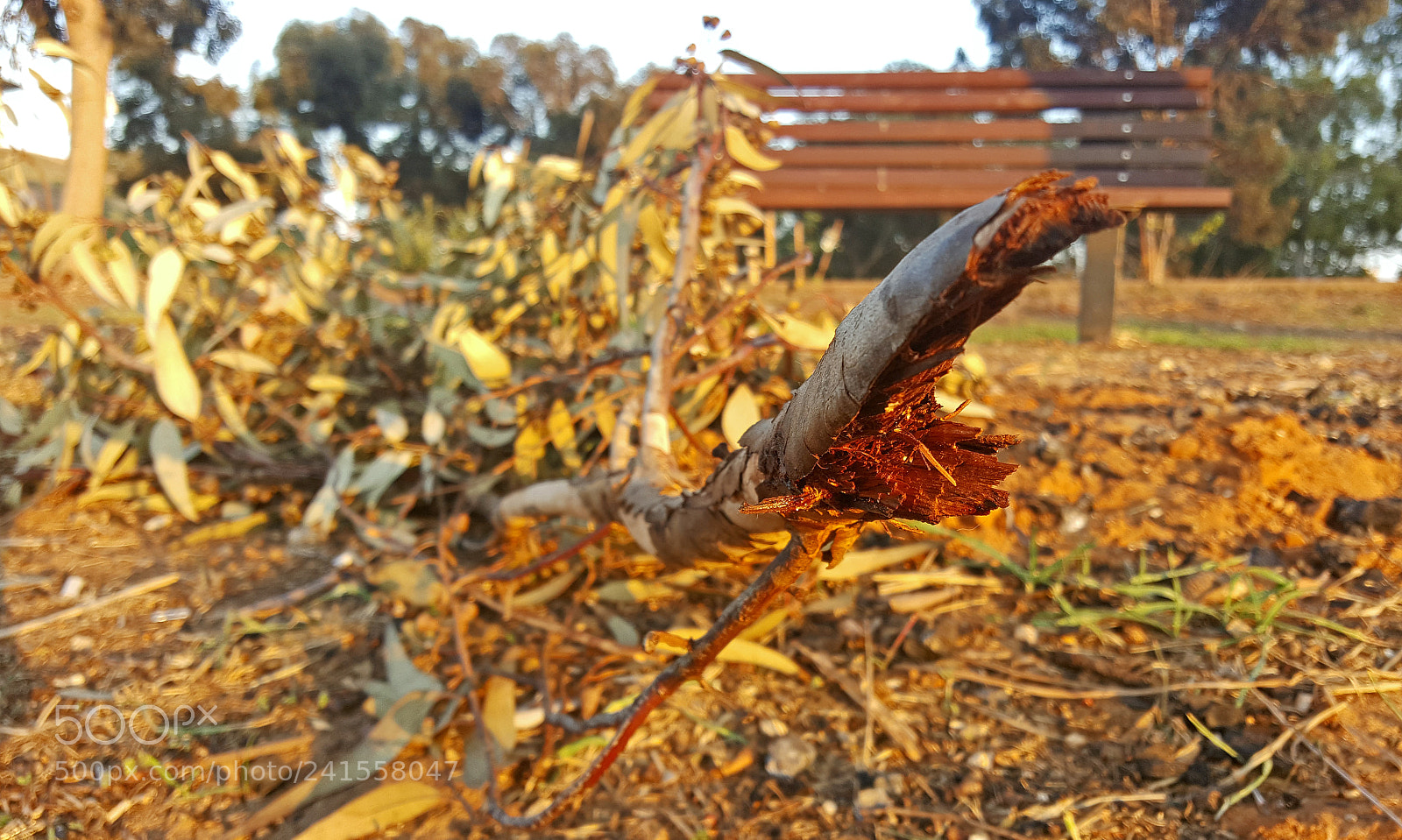 Samsung Galaxy S6 sample photo. Broken branch photography