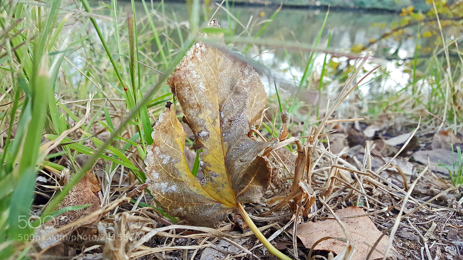 Samsung Galaxy S6 sample photo. Dry leaf close up photography