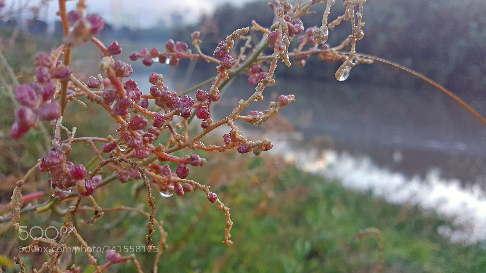 Samsung Galaxy S6 sample photo. After the rain 1 photography