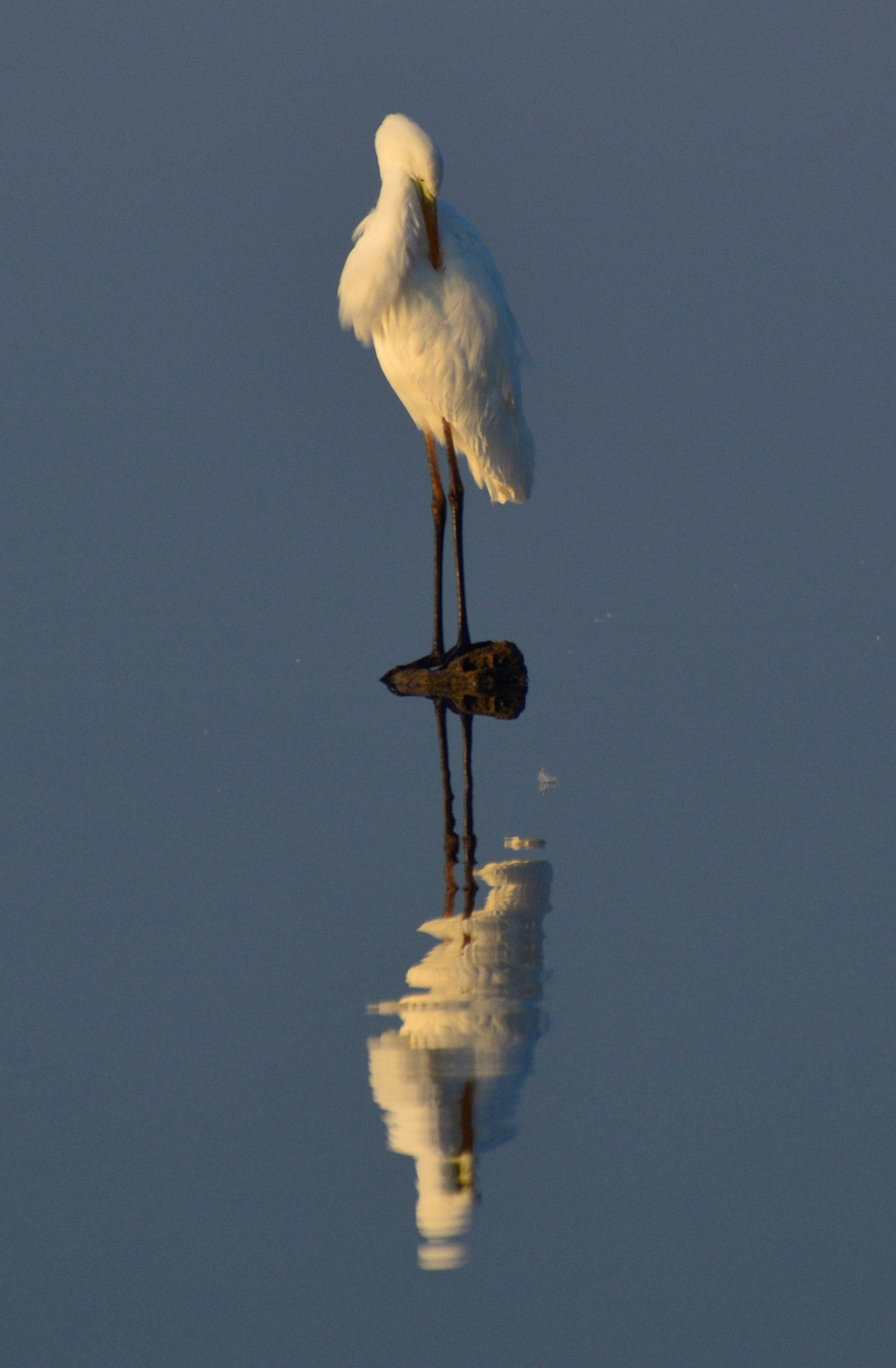 Nikon D7100 sample photo. Reflection photography