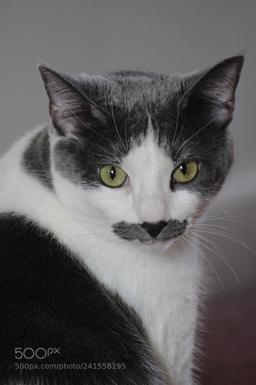 Canon EOS 600D (Rebel EOS T3i / EOS Kiss X5) sample photo. Princess pringles photography