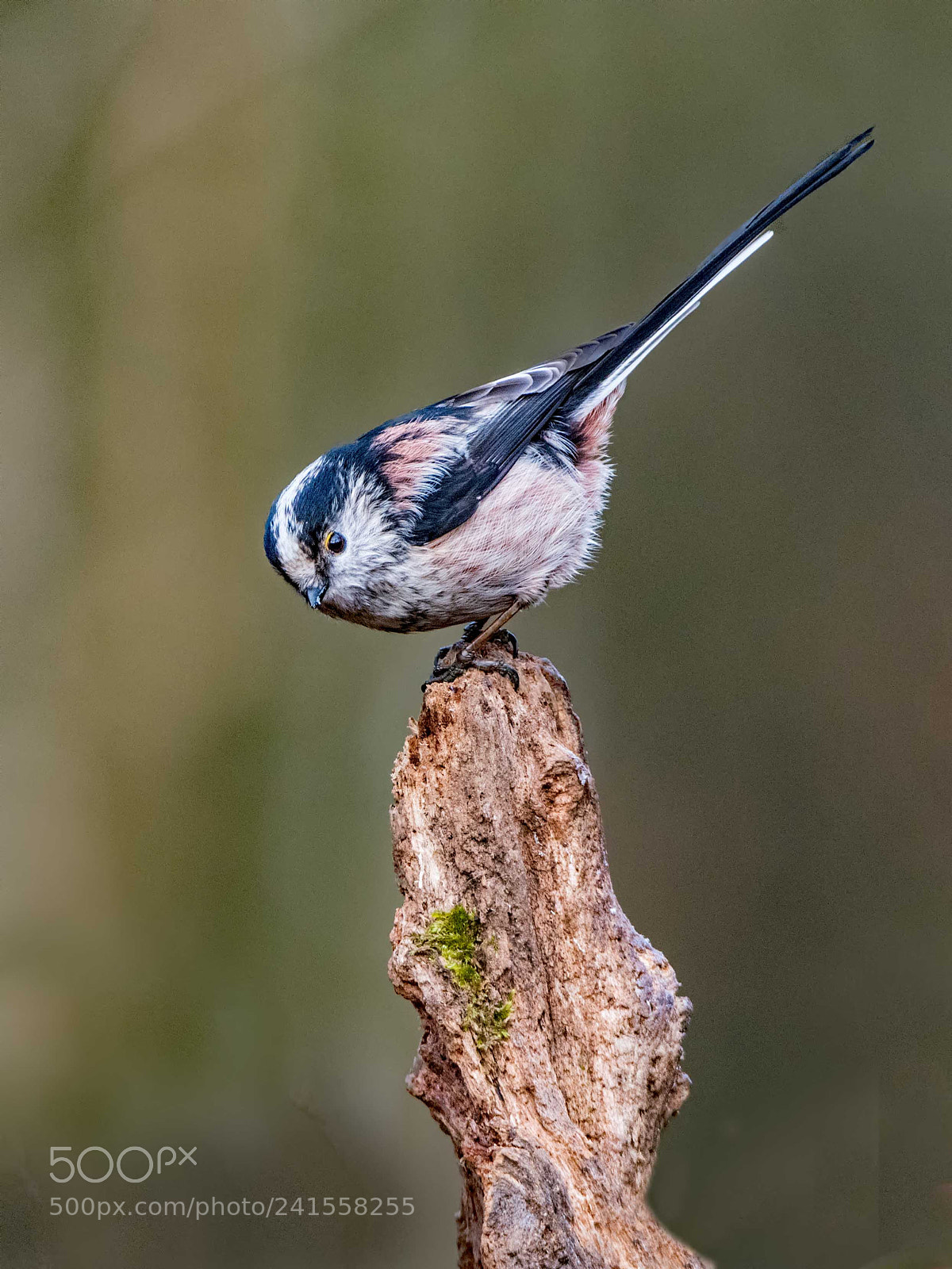 Nikon D500 sample photo. Long tailed tit photography