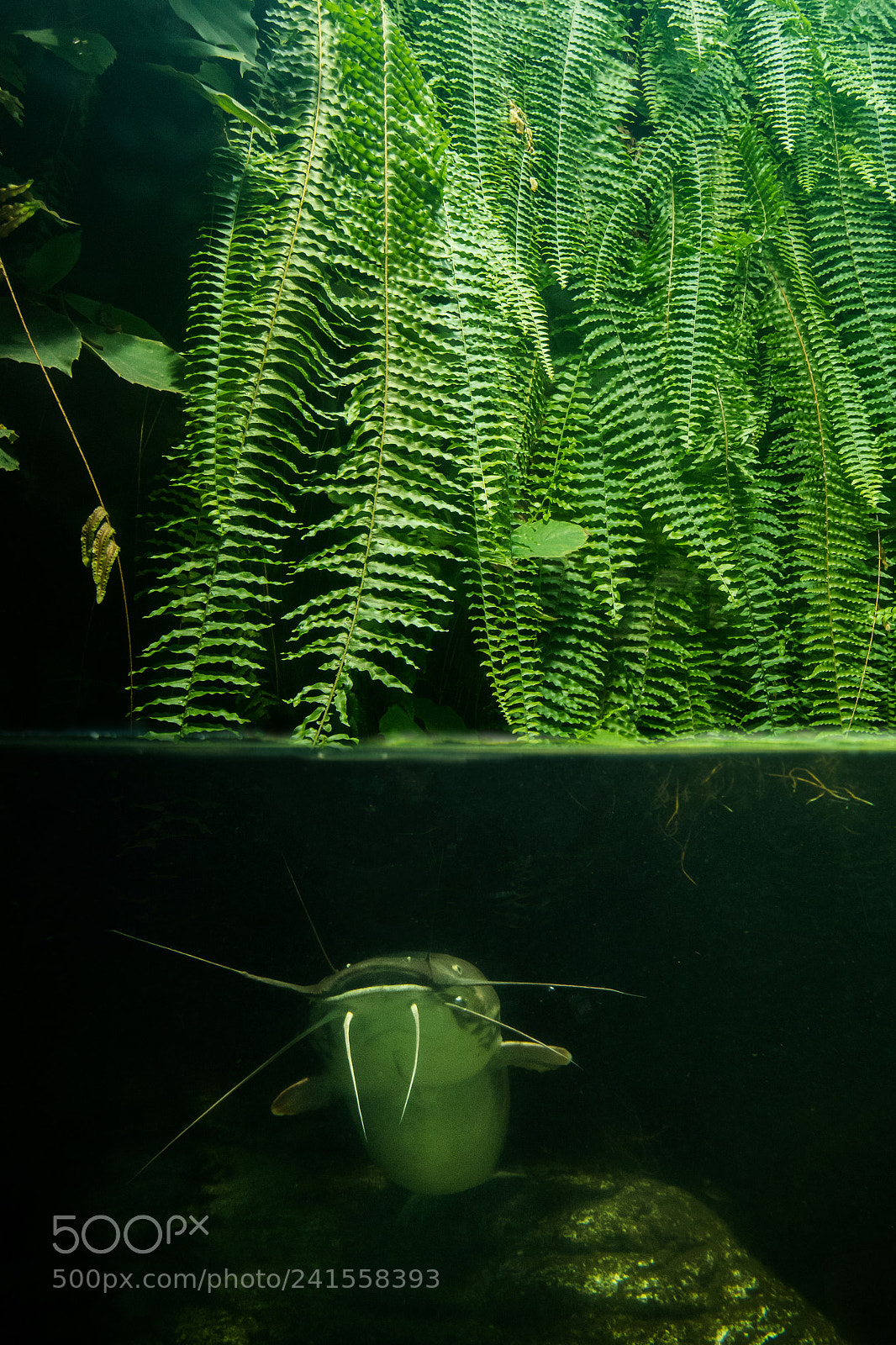 Nikon D500 sample photo. Catfish photography