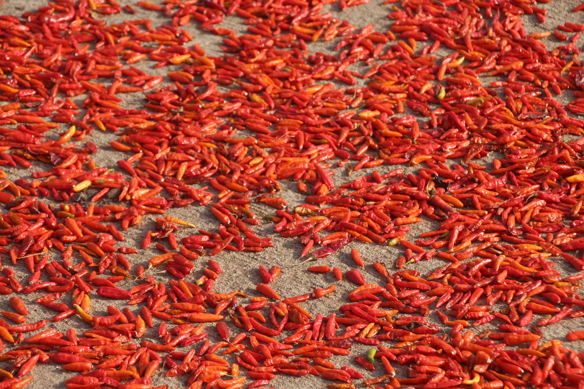 Canon EOS 650D (EOS Rebel T4i / EOS Kiss X6i) sample photo. Street full of chili peppers photography