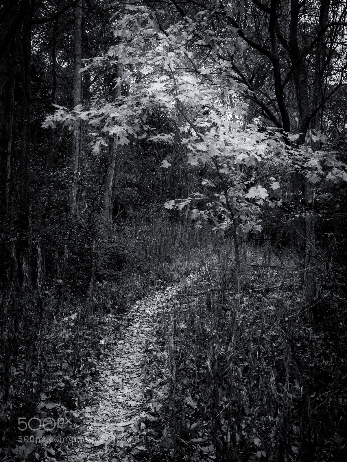 Olympus OM-D E-M5 sample photo. Little path in the photography