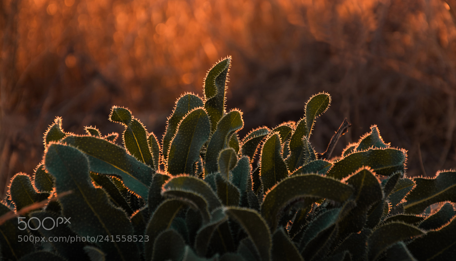 Nikon D7100 sample photo. Backlight photography