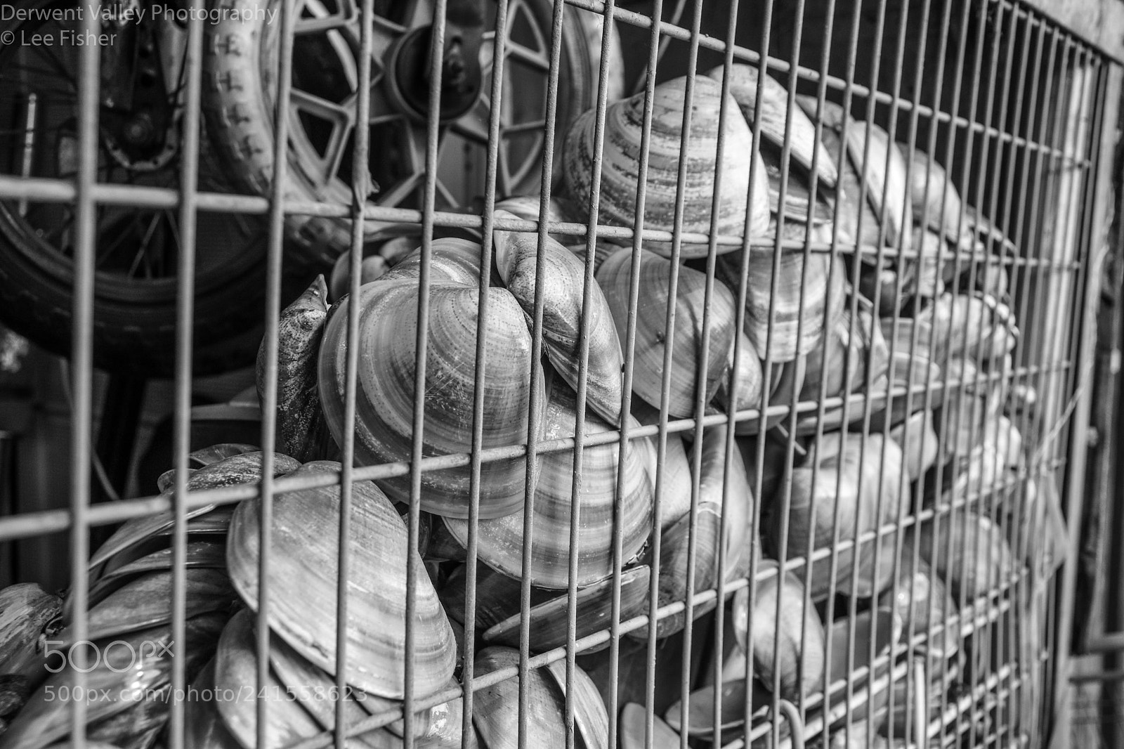 Nikon D7200 sample photo. Shellfish photography
