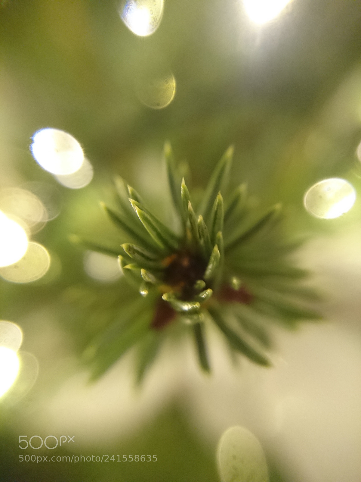 Sony Xperia Z5 sample photo. Christmases branch photography