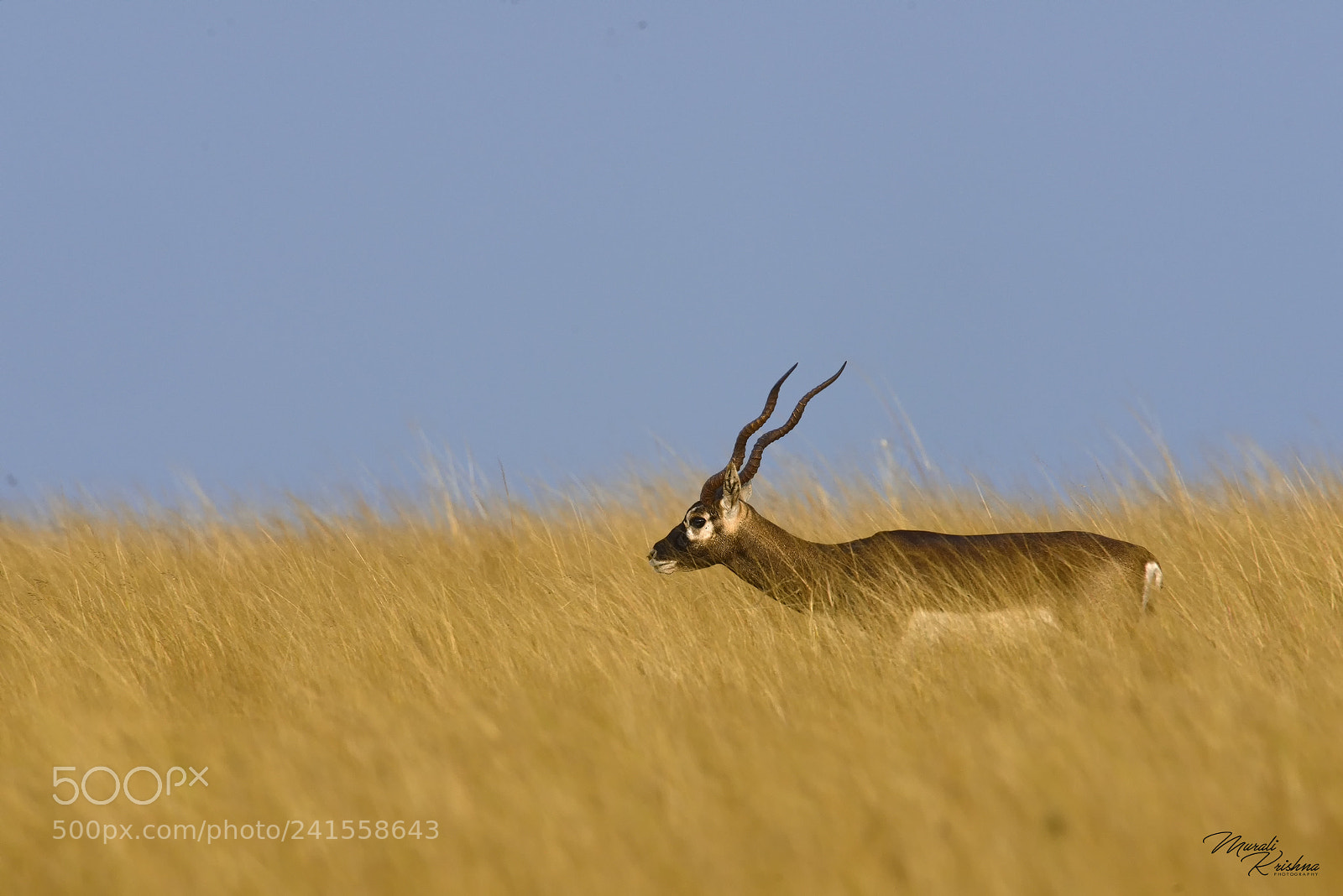 Nikon D800E sample photo. Black buck scape photography
