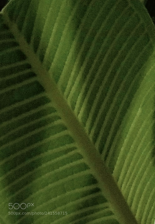 Xiaomi MI MAX sample photo. Untitled photography