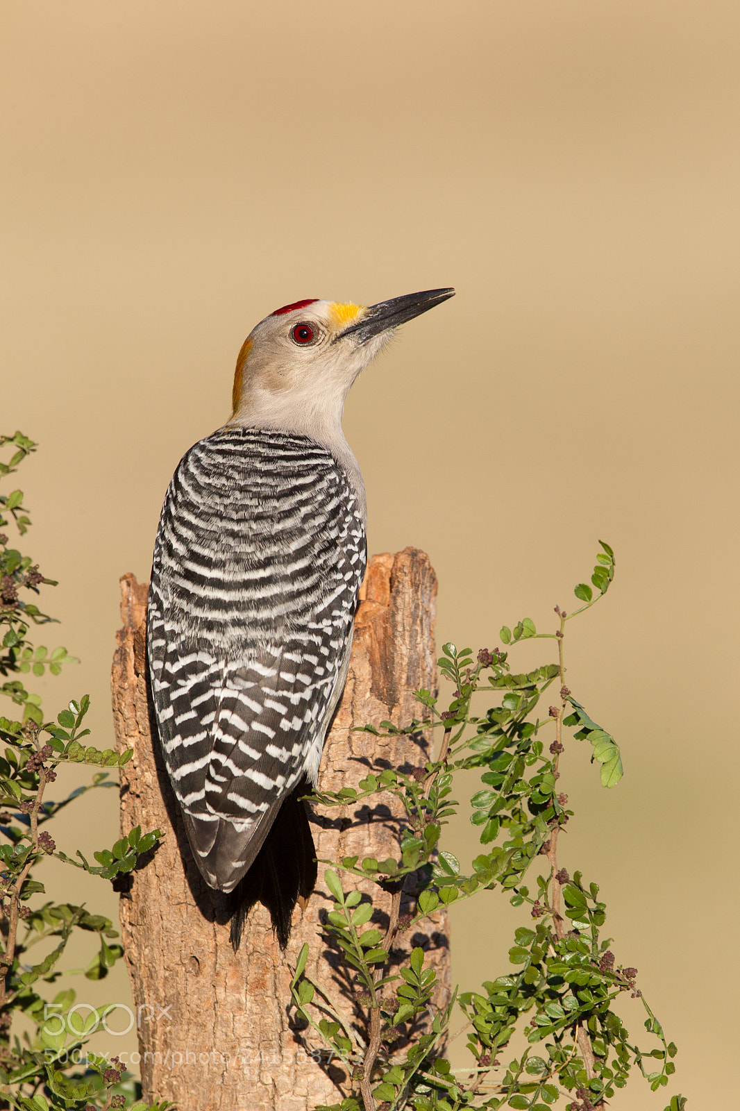 Canon EOS-1D Mark IV sample photo. Golden-fronted woodpecker photography