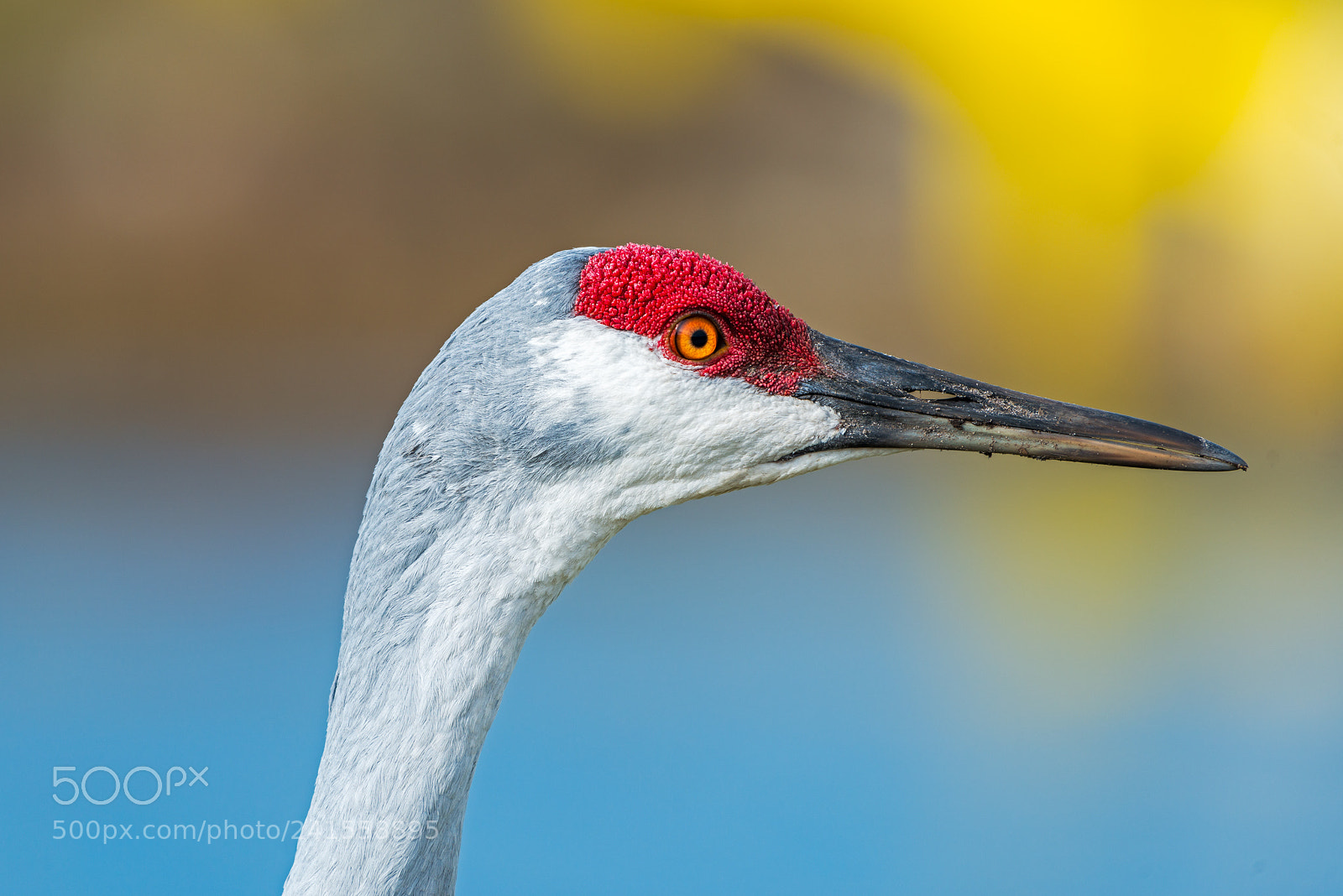 Nikon D800 sample photo. Sandhill crane headshot photography