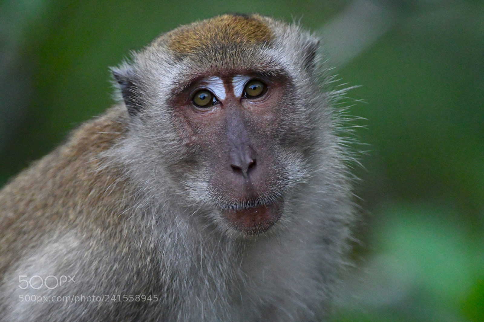 Nikon D500 sample photo. Long-tailed macaque. photography