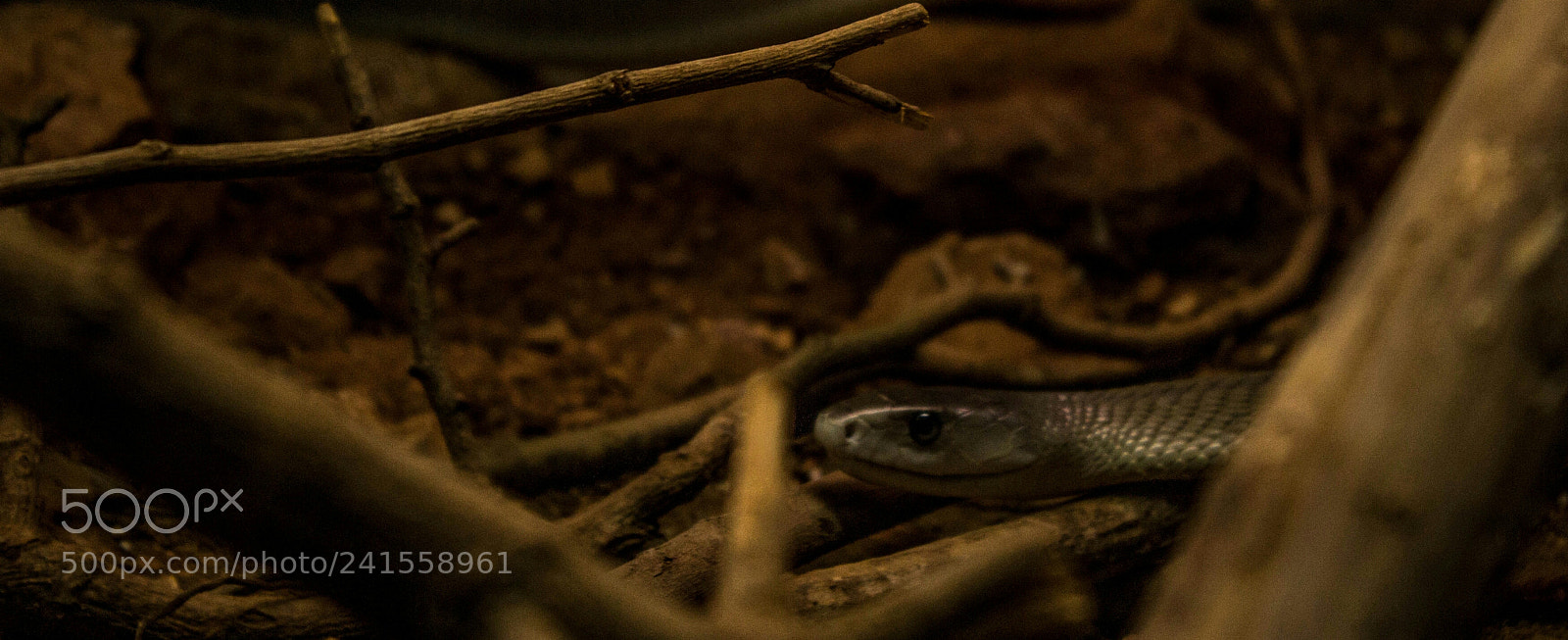 Canon EOS 1200D (EOS Rebel T5 / EOS Kiss X70 / EOS Hi) sample photo. ~black mamba~ ? photography