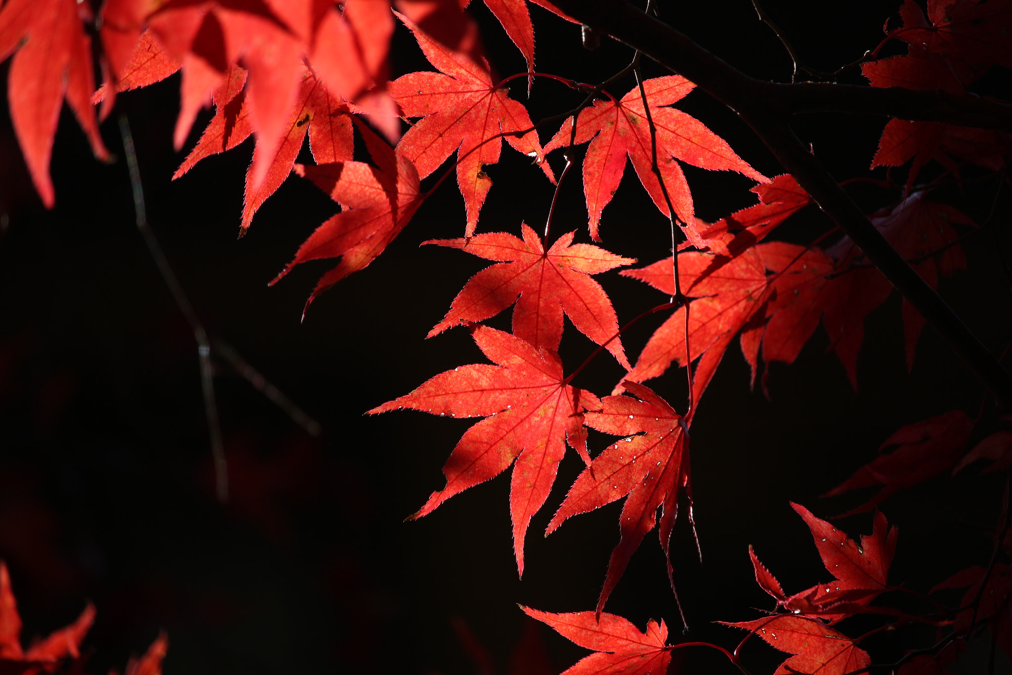 Canon EF-S 55-250mm F4-5.6 IS STM sample photo