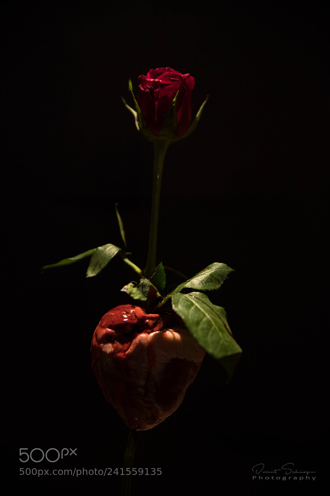 Canon EOS 6D Mark II sample photo. Bleeding heart photography