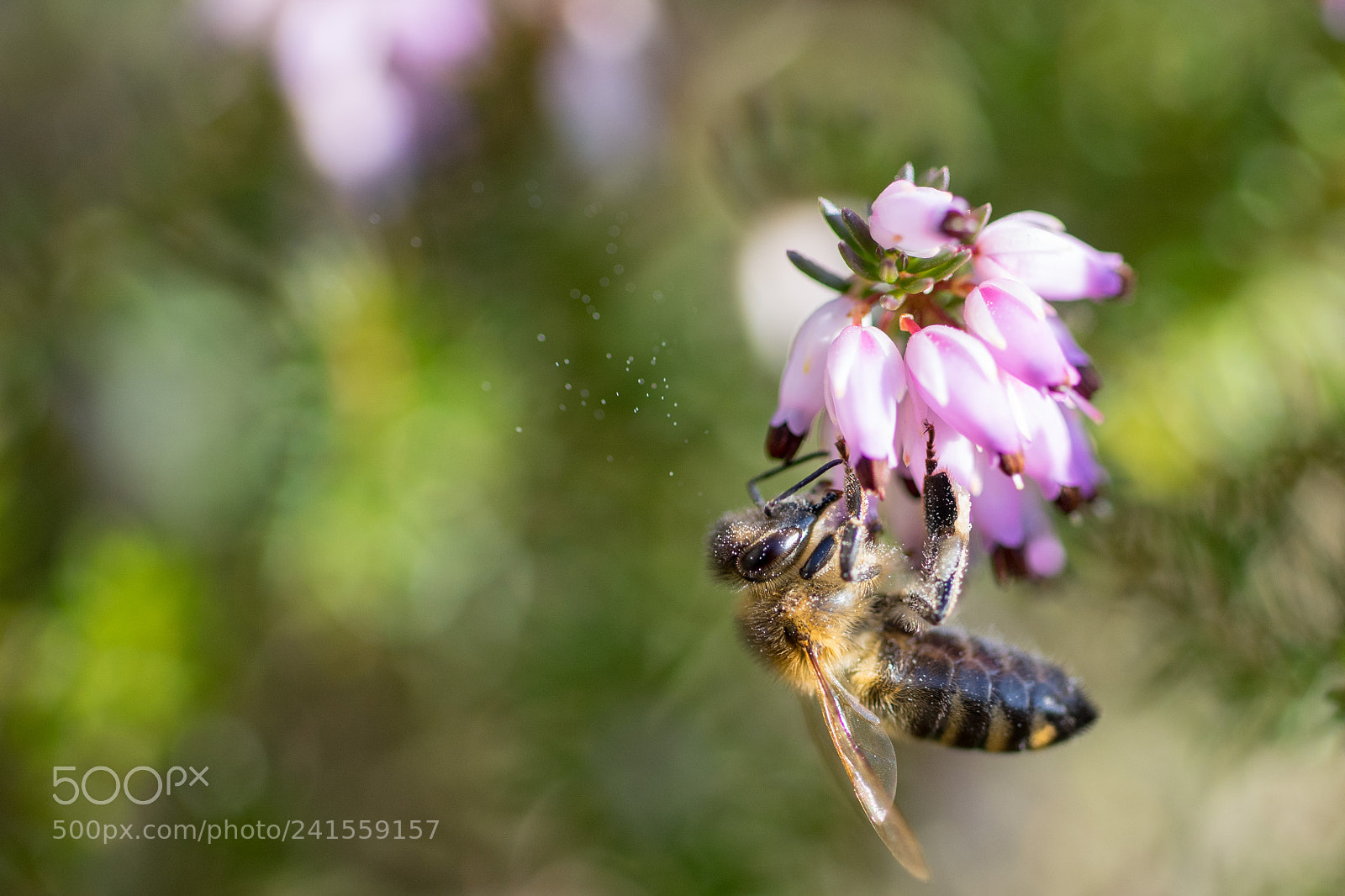 Sony a7 II sample photo. Bee photography