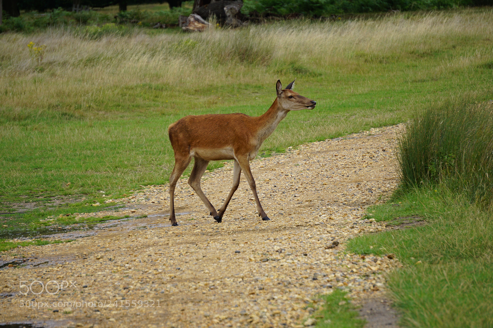 Sony E 55-210mm F4.5-6.3 OSS sample photo. Crossing deer photography