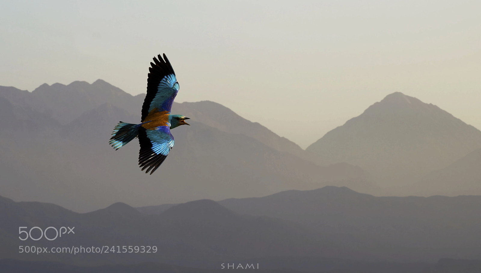 Nikon D800E sample photo. European roller photography