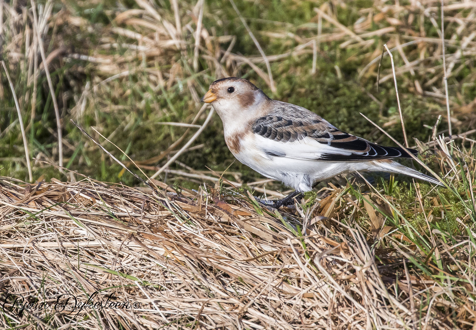 Canon EOS-1D X Mark II sample photo. Snow bunting photography