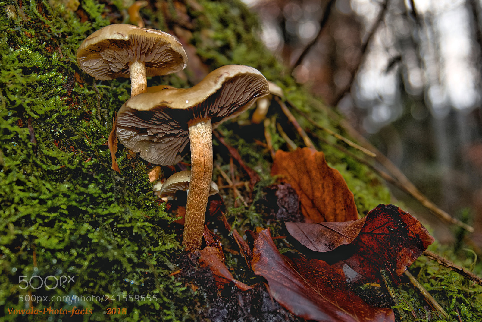 Nikon D5500 sample photo. Winter-mushrooms photography
