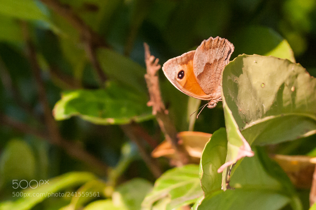 Canon EOS 40D sample photo. Butterfly photography