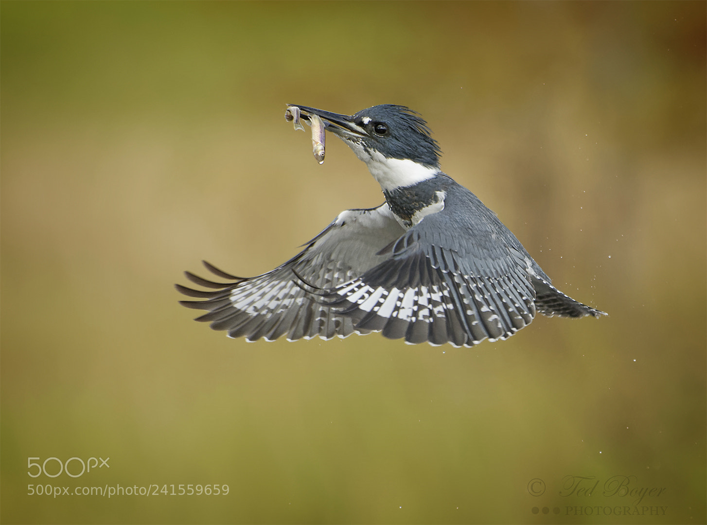 Nikon D500 sample photo. Kingfisher flight ii photography