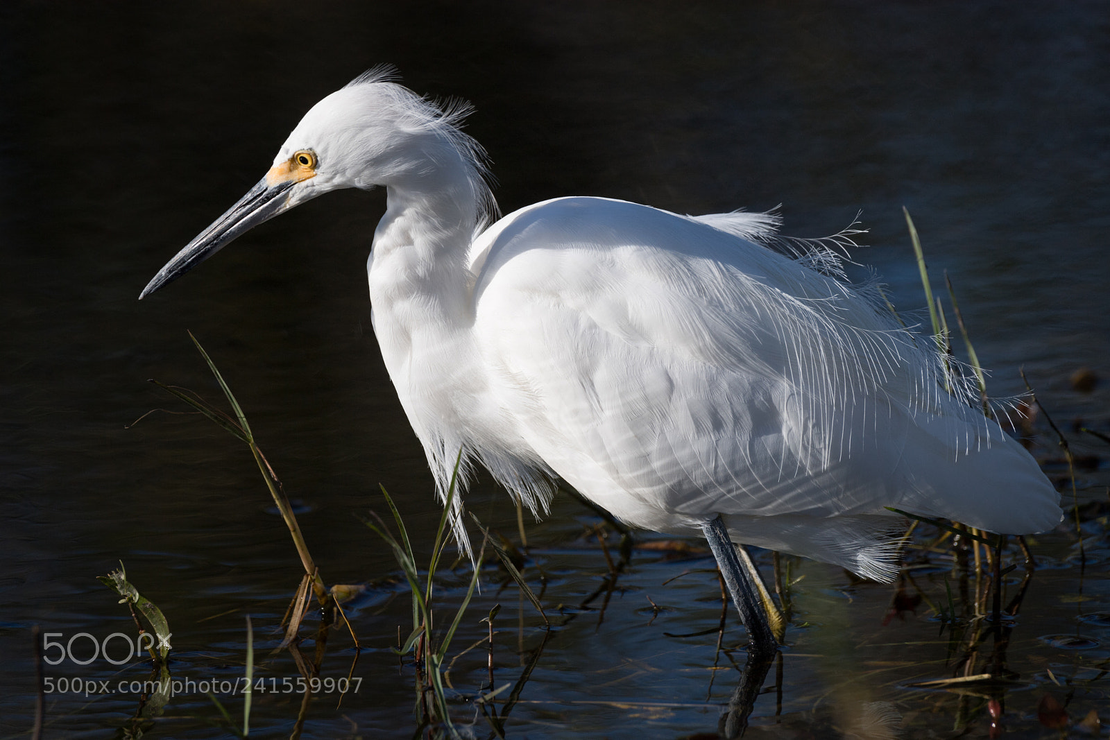 Nikon D5 sample photo. Snowy egret photography