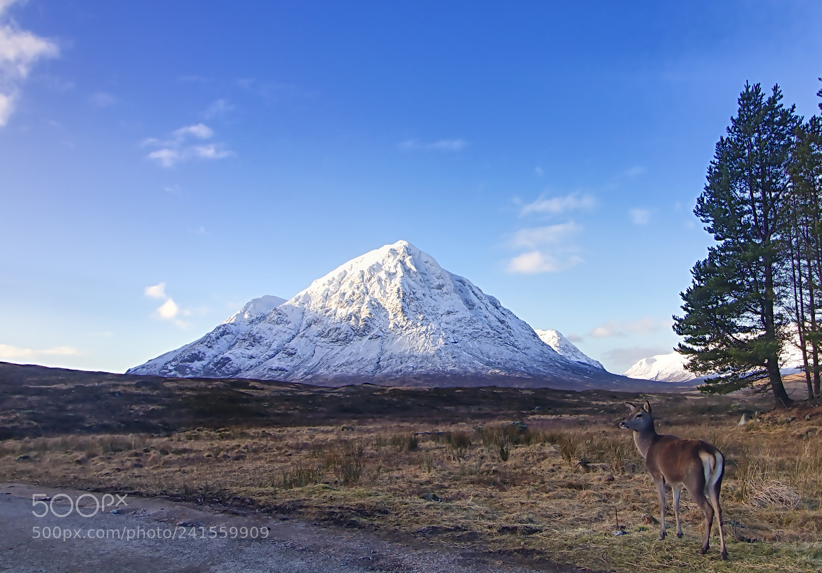 Canon EOS 750D (EOS Rebel T6i / EOS Kiss X8i) sample photo. Kings house deer @ glencoe photography