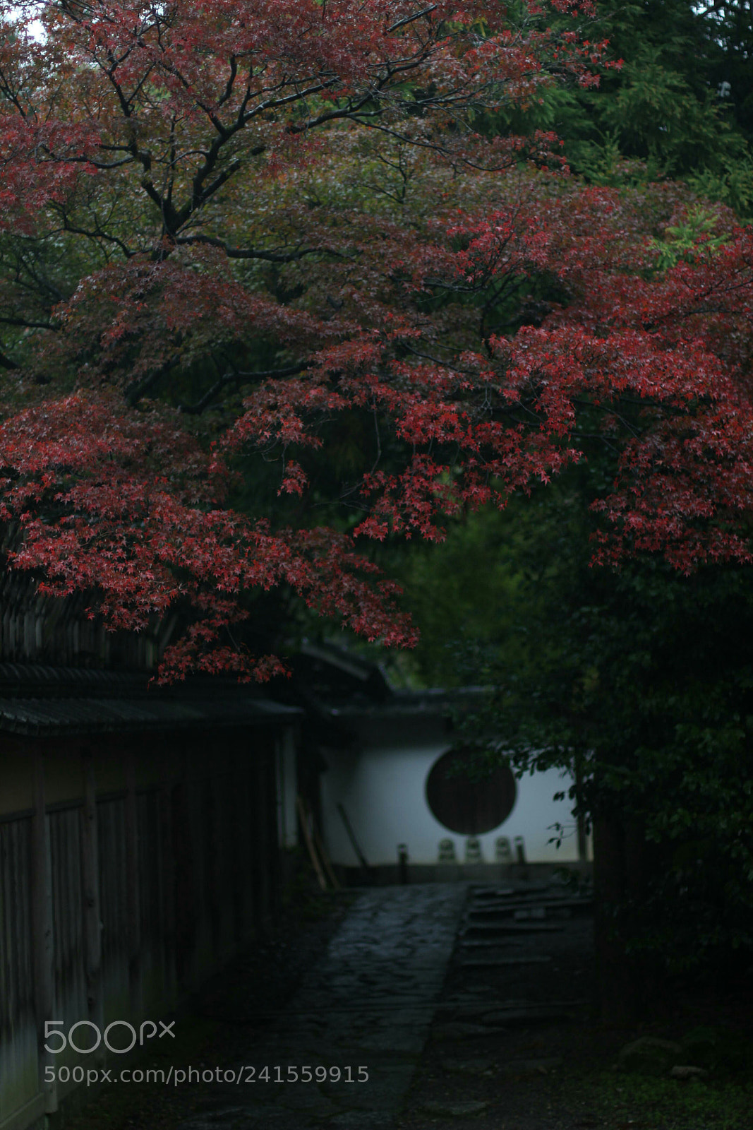 Canon EOS 550D (EOS Rebel T2i / EOS Kiss X4) sample photo. Late autumn in kyoto photography