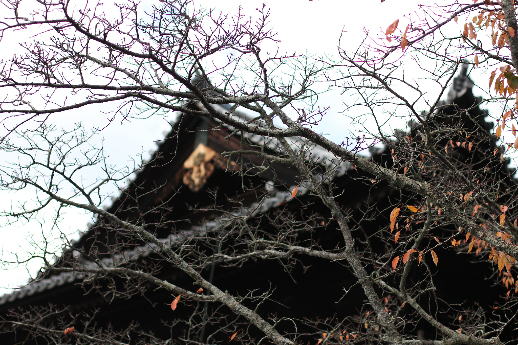 Canon EOS 550D (EOS Rebel T2i / EOS Kiss X4) + Canon EF 50mm F1.4 USM sample photo. 京都南禅寺 the winter of temple in kyoto photography