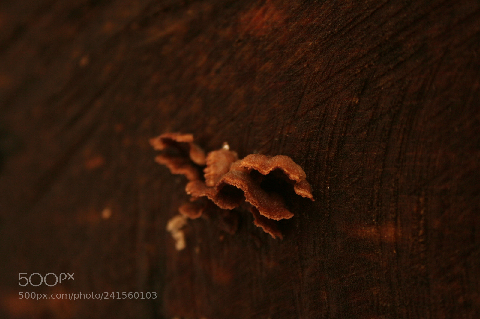 Canon EOS 350D (EOS Digital Rebel XT / EOS Kiss Digital N) sample photo. Mushroom photography