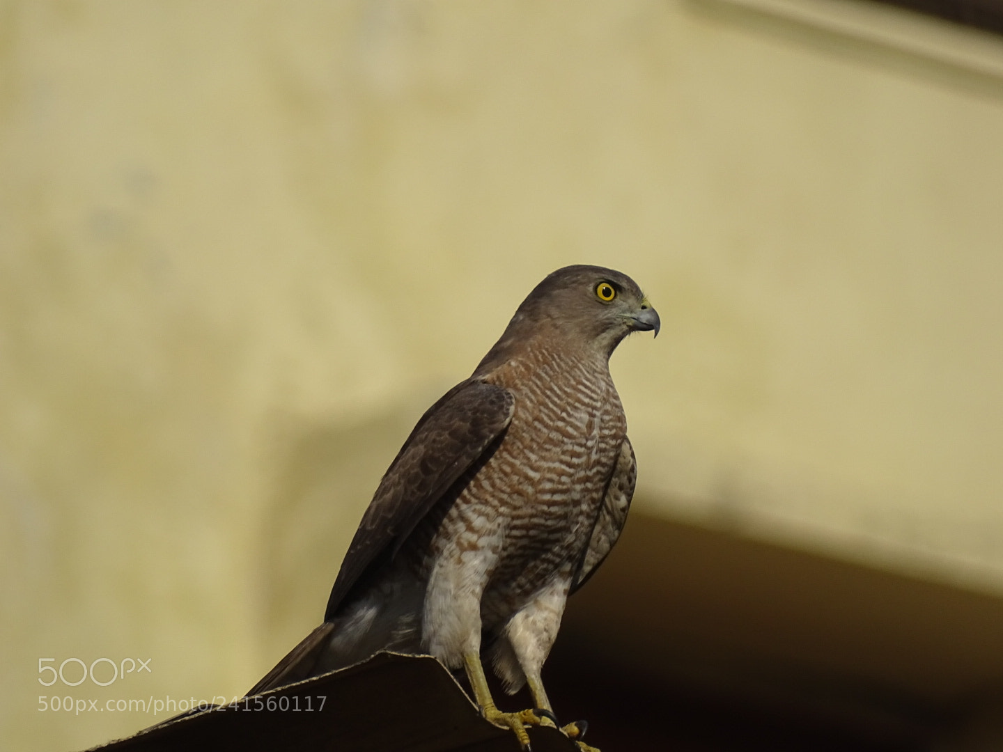 Sony Cyber-shot DSC-HX400V sample photo. Guess the bird? photography