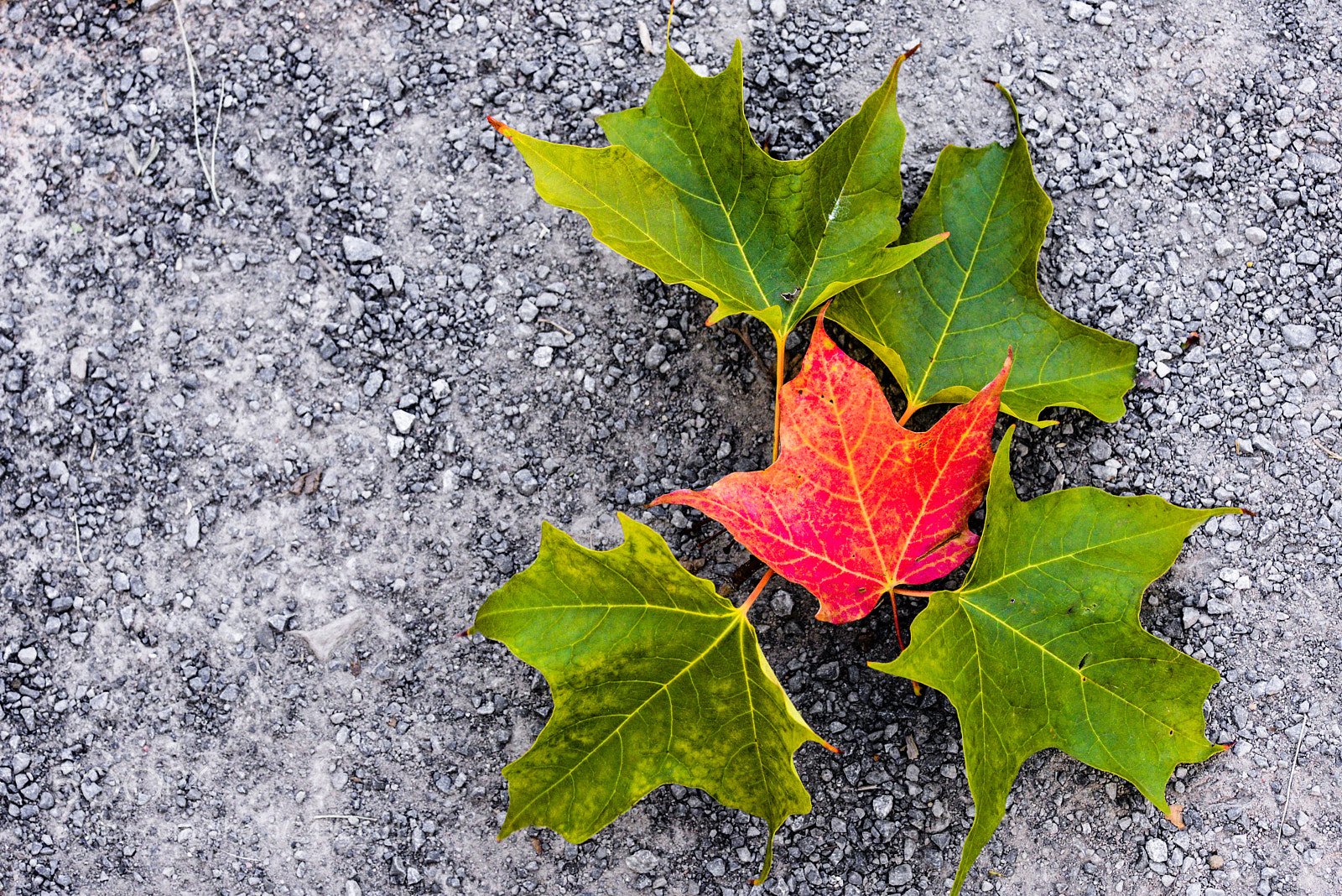 Nikon D600 sample photo. Ground leaves photography