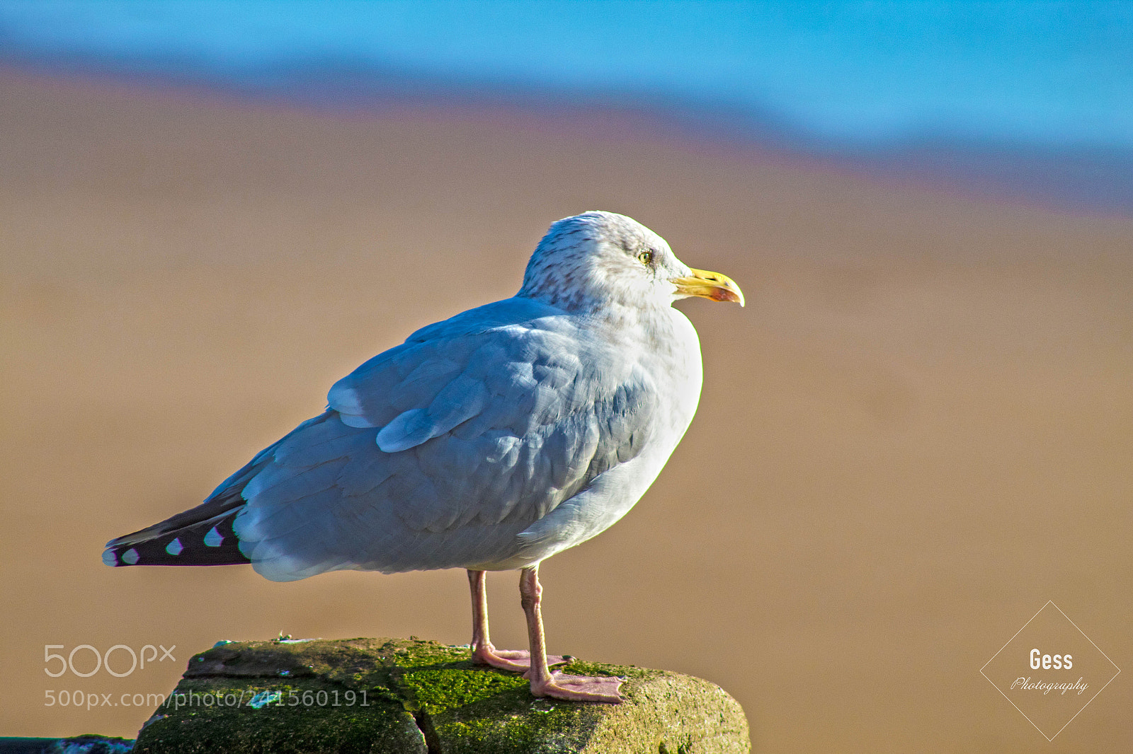 Canon EOS 1300D (EOS Rebel T6 / EOS Kiss X80) sample photo. Tenby seagul photography