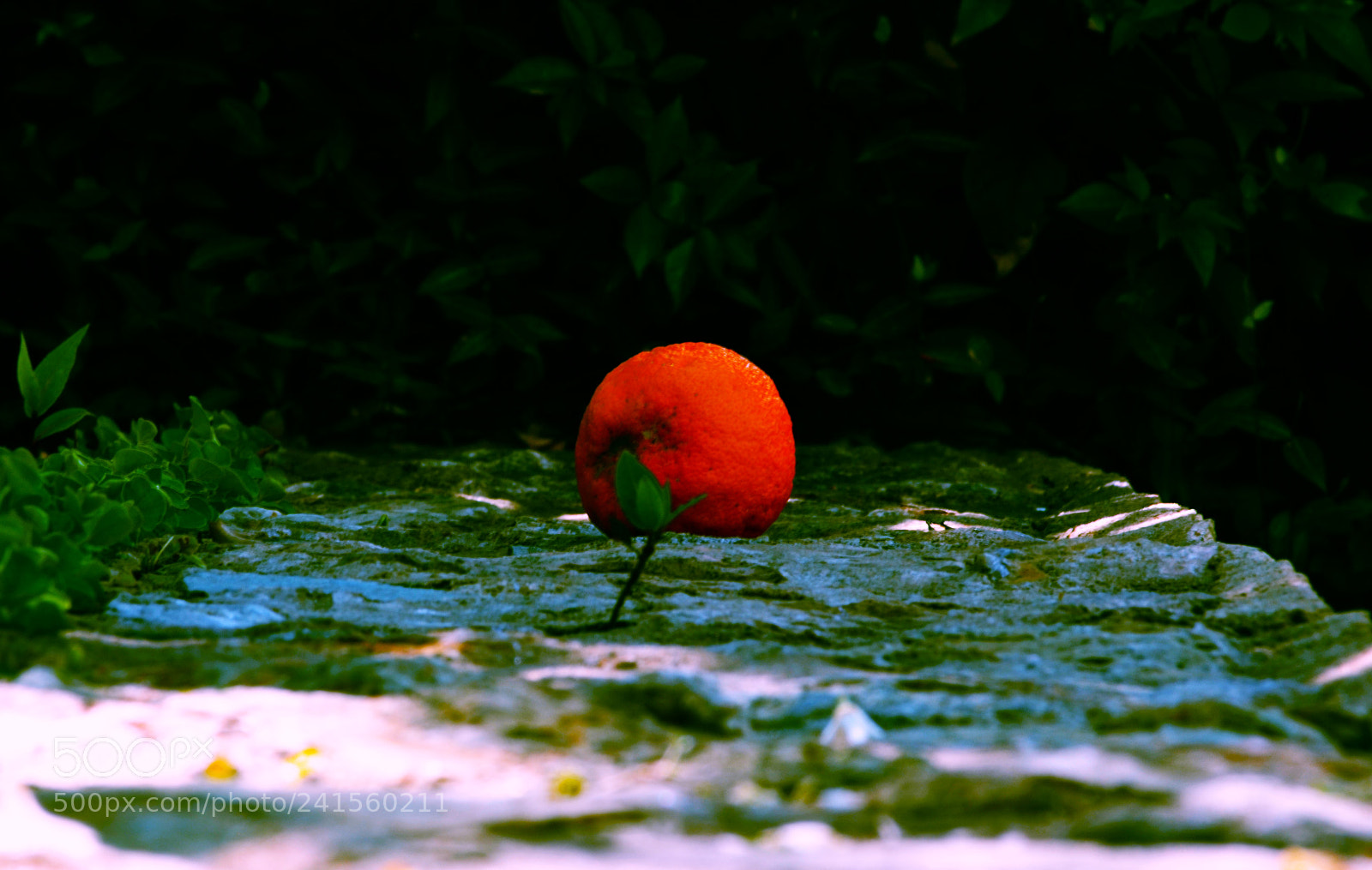 Nikon D3100 sample photo. Naranja photography
