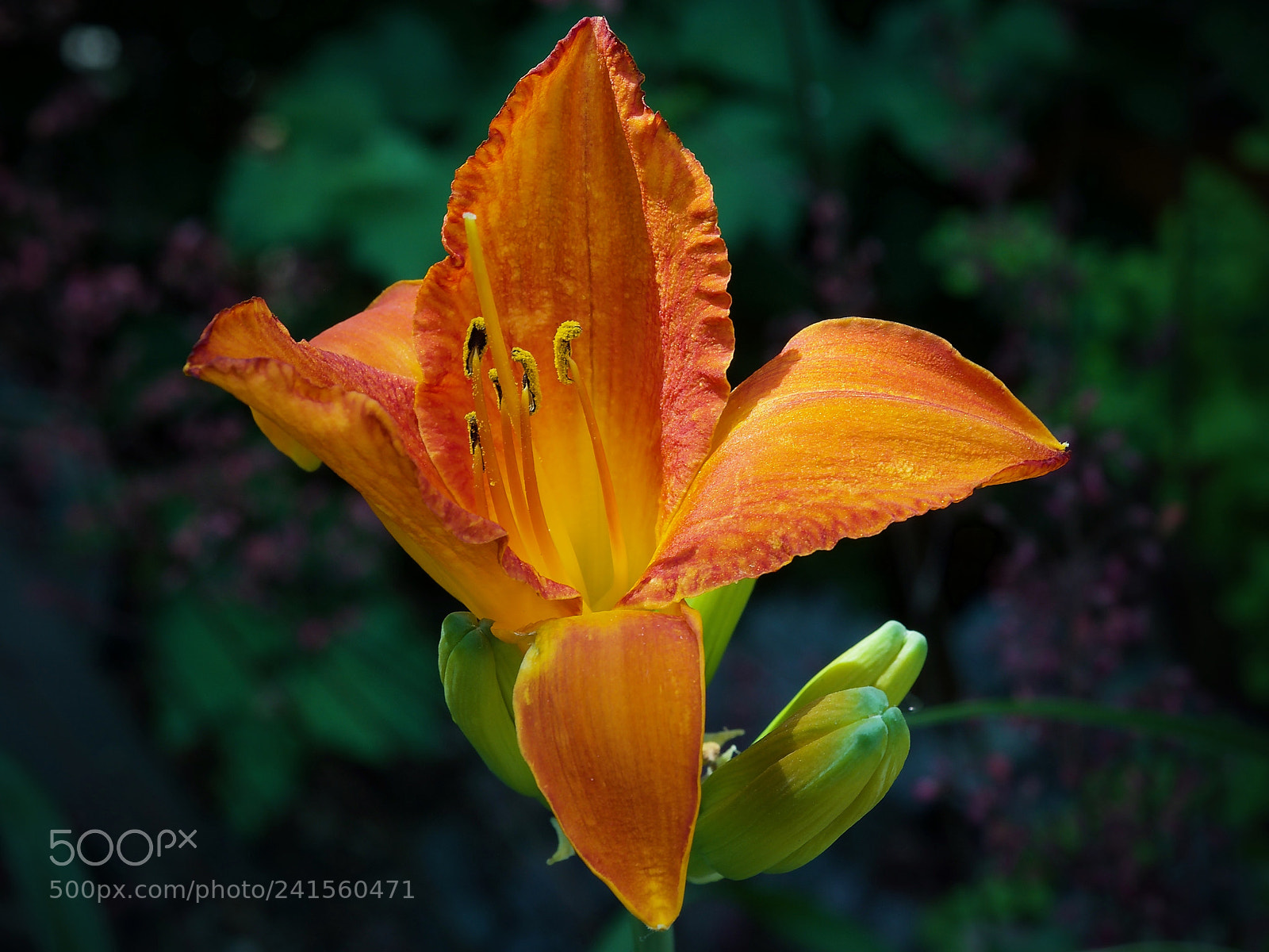 Olympus OM-D E-M5 II sample photo. Exquisite summer colors ... photography