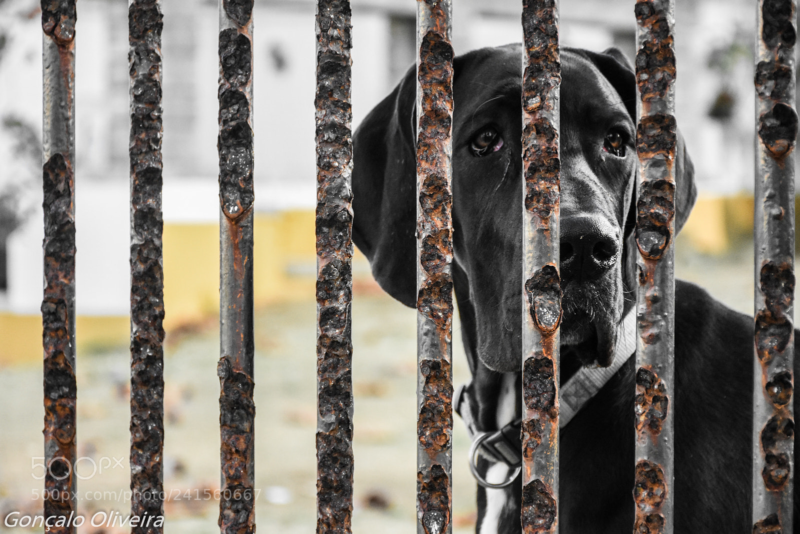 Nikon D7200 sample photo. Boss of the house photography