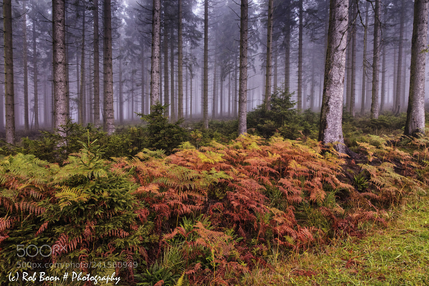 Canon EOS 5DS sample photo. Autumn @ botrange 7 photography