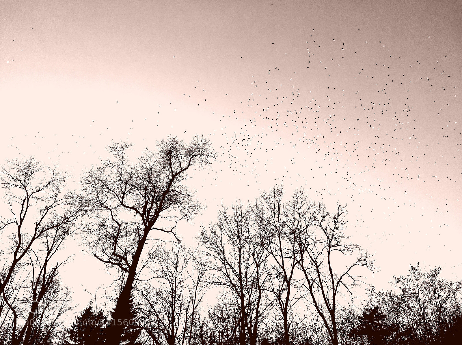 HUAWEI nova sample photo. Birds in the sky photography