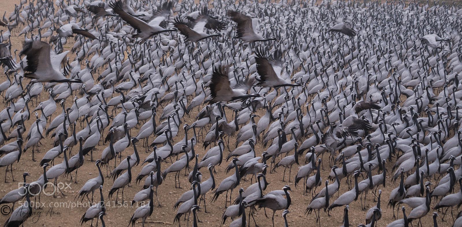 Sony SLT-A58 sample photo. Demoiselle cranes photography