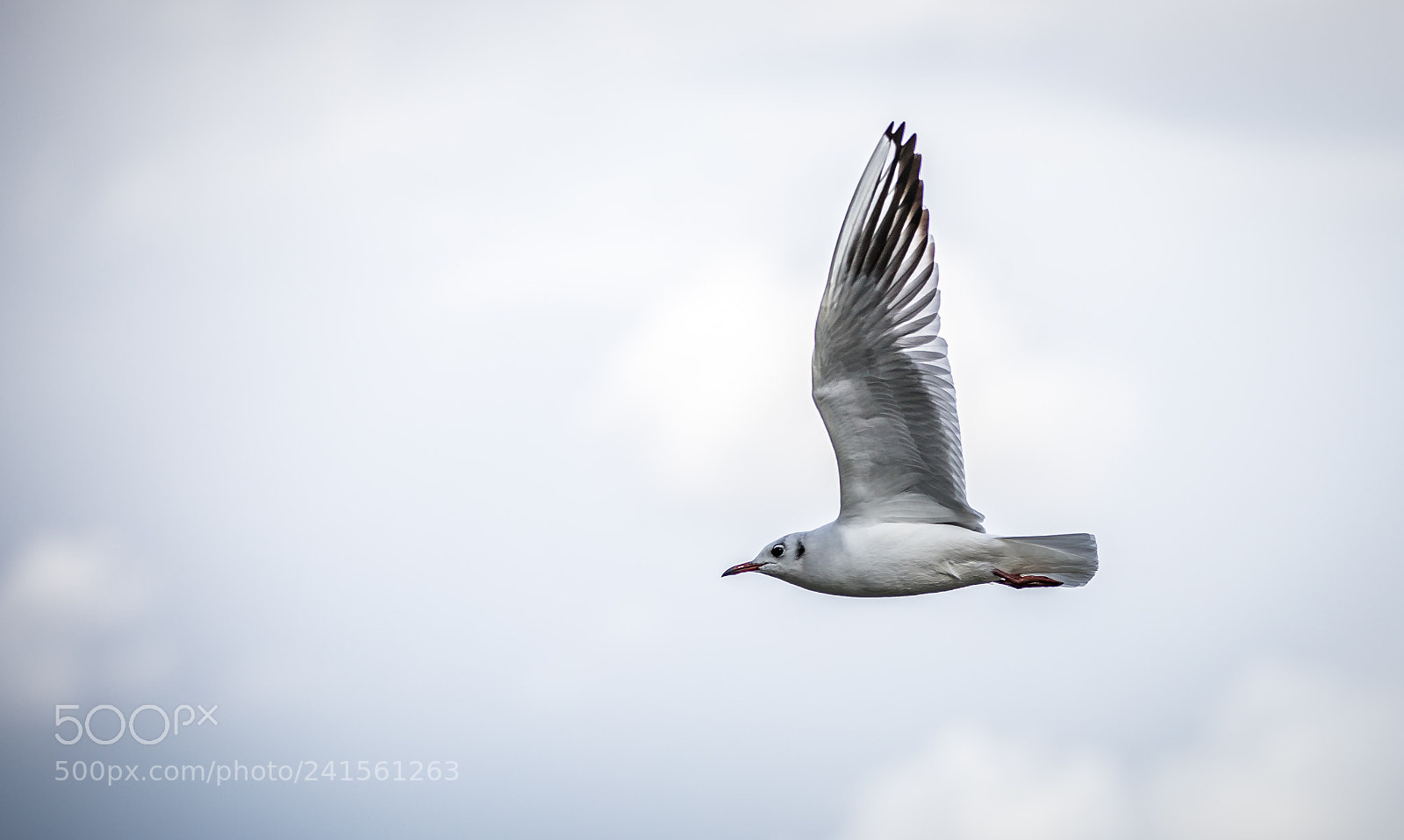 Canon EOS 6D Mark II sample photo. Wings up photography