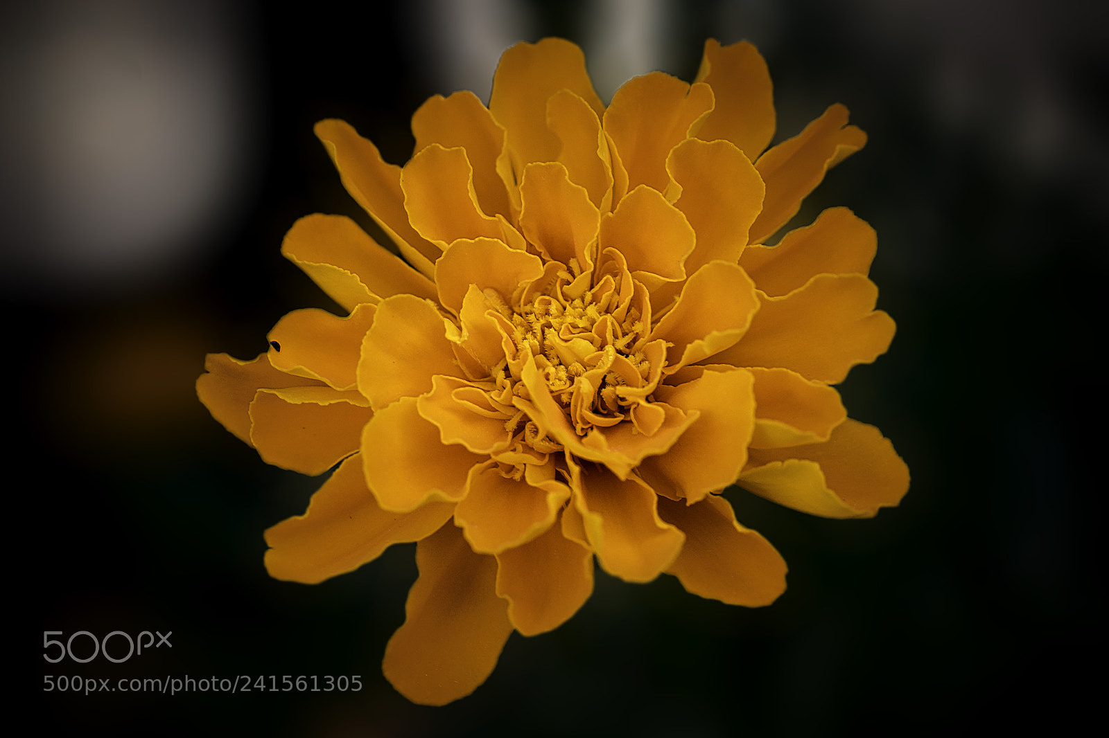 Canon EOS 760D (EOS Rebel T6s / EOS 8000D) sample photo. Naranja photography