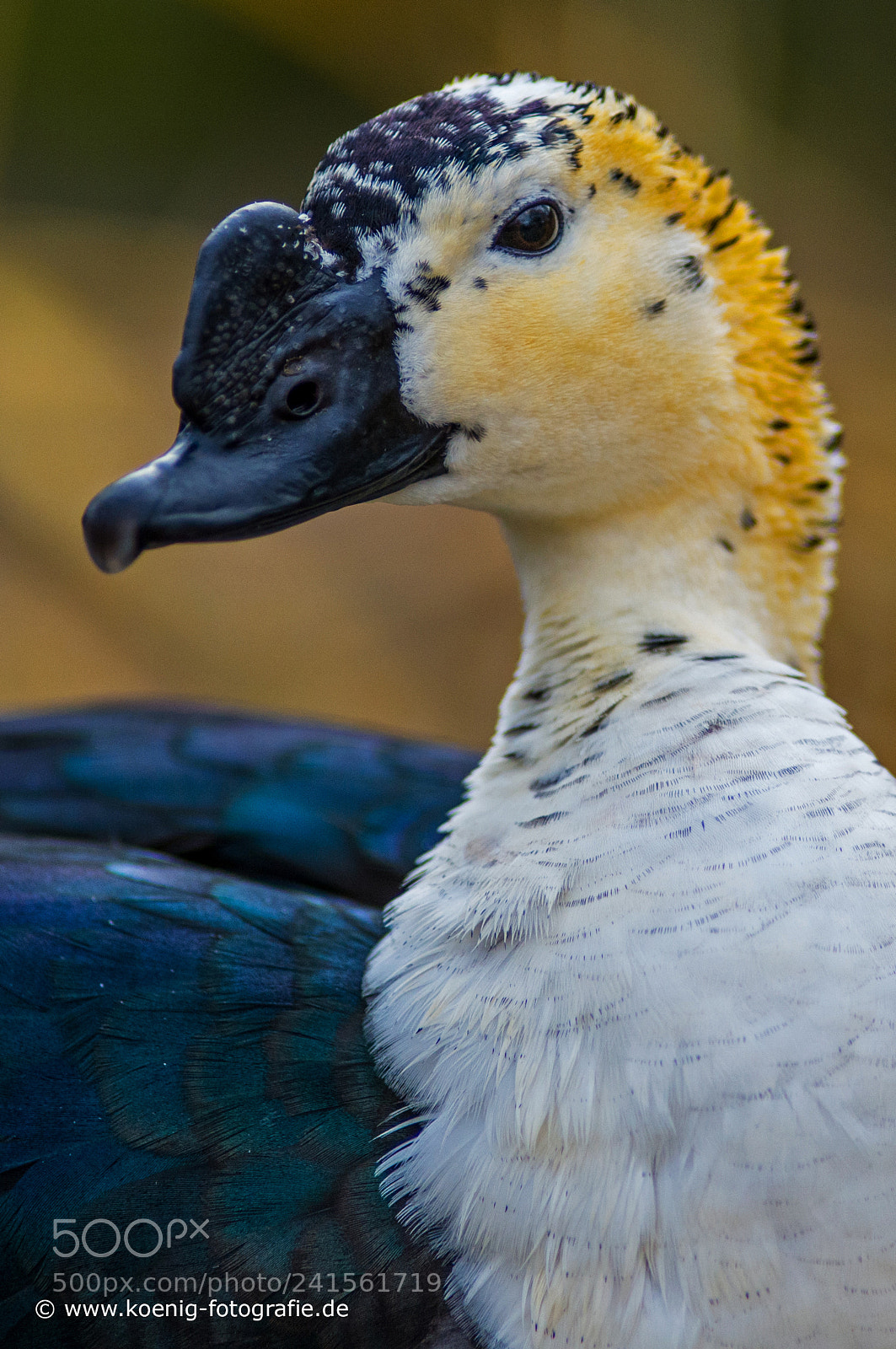 Nikon D600 sample photo. Duck portrait photography