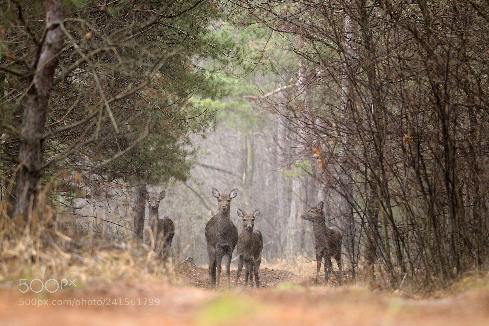 Nikon D300S sample photo. Forest road photography