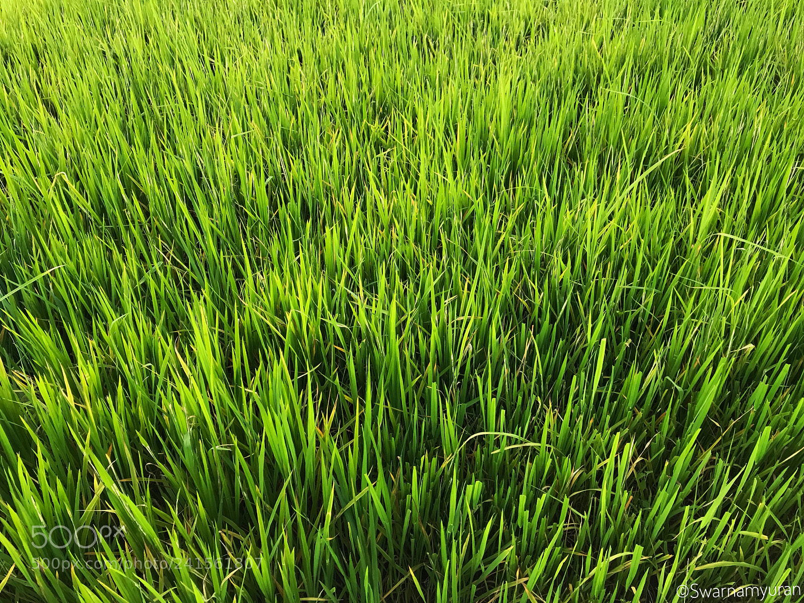 Apple iPhone 7 sample photo. Green paddy fields of photography