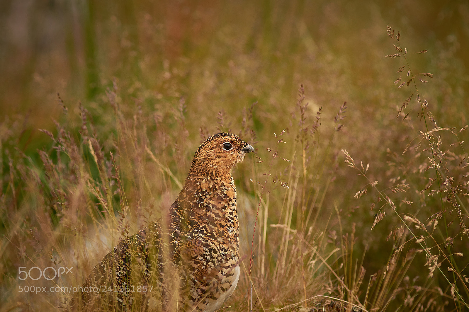 Sony SLT-A58 sample photo. Ptarmigan photography