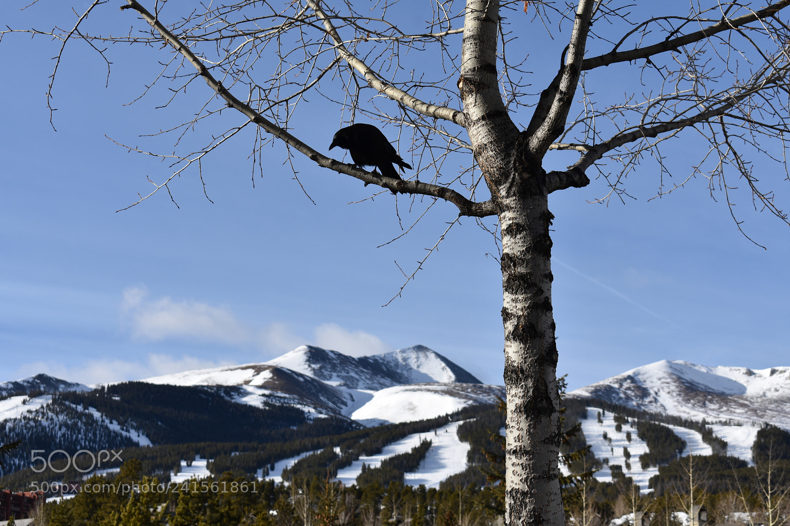 Nikon D3400 sample photo. Crow overlooking mountains photography