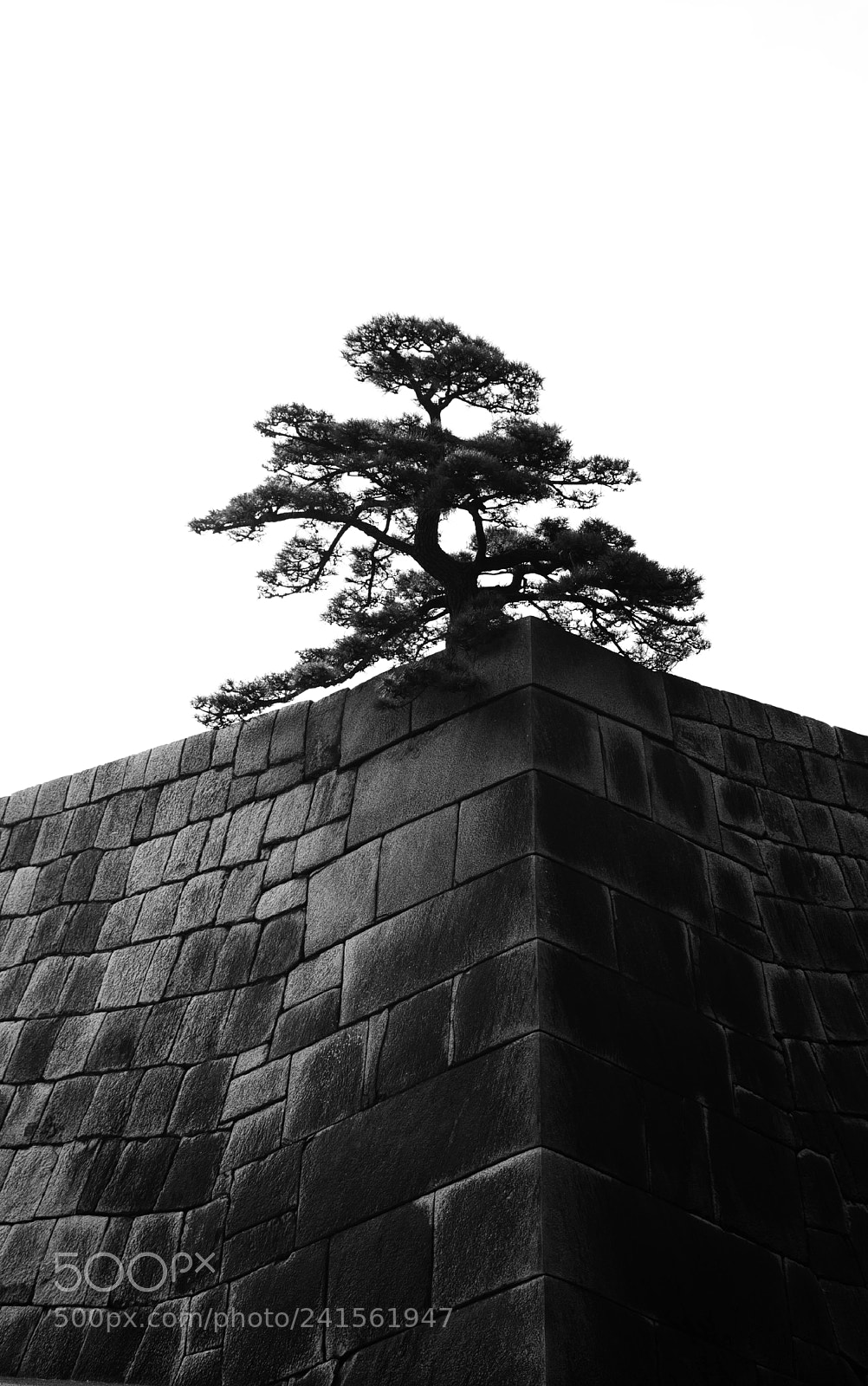 Nikon D7500 sample photo. Imperial tree photography