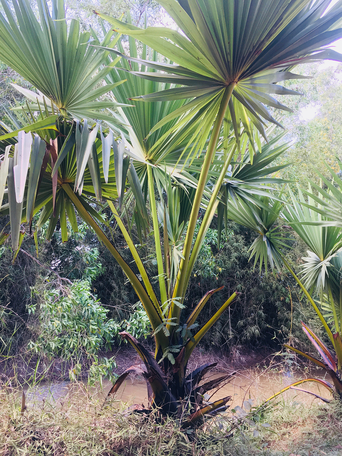 Apple iPhone 6s sample photo. Untitled photography